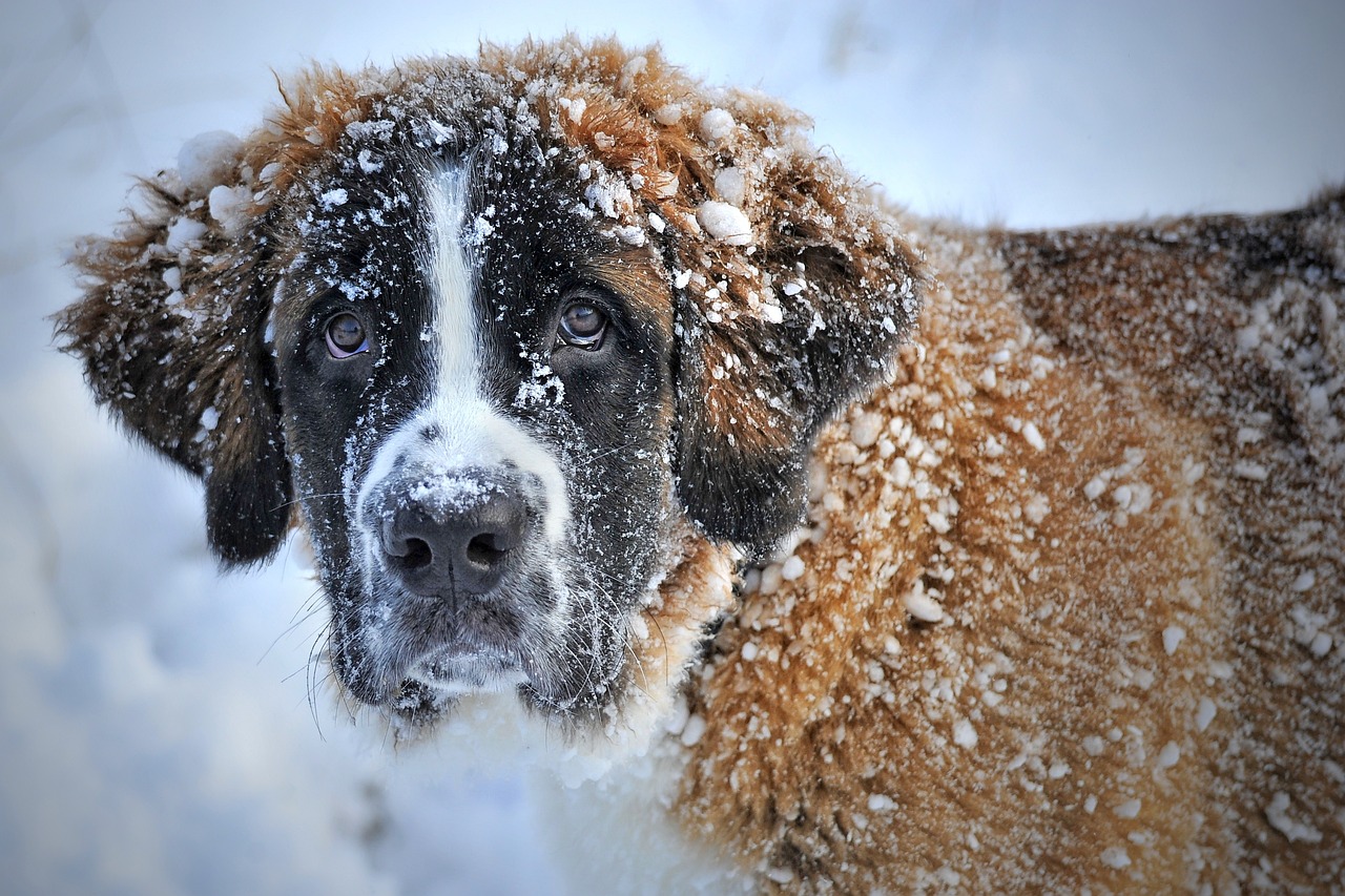 Unterwegs mit dem Hund – auch im Winter mit der richtigen Ausstattung immer möglich